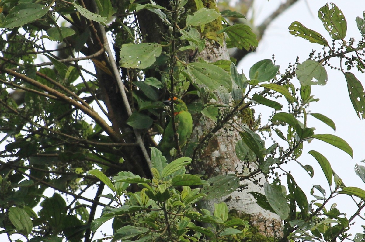 Flame-fronted Barbet - ML51763991