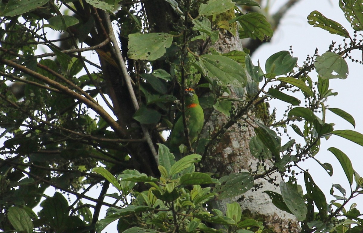 Flame-fronted Barbet - ML51764031