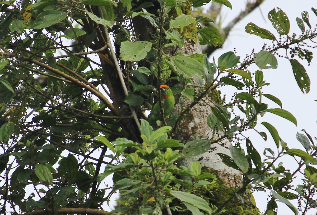 Flame-fronted Barbet - ML51764081