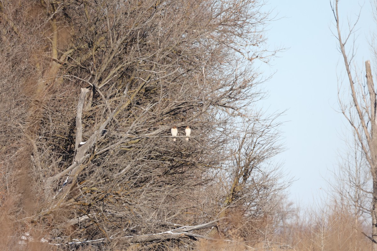 Red-tailed Hawk (borealis) - ML517643451