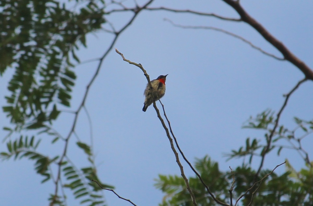 Blood-breasted Flowerpecker - ML51764371