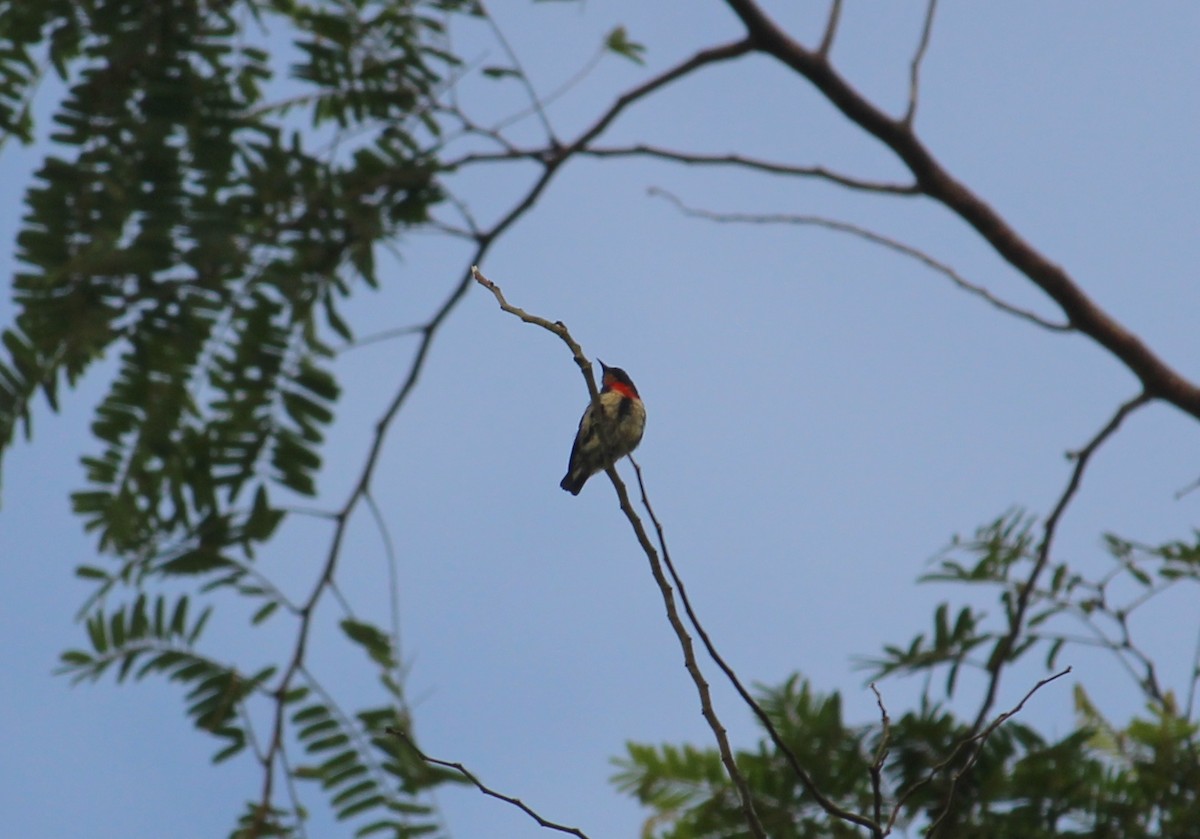 Blood-breasted Flowerpecker - ML51764401