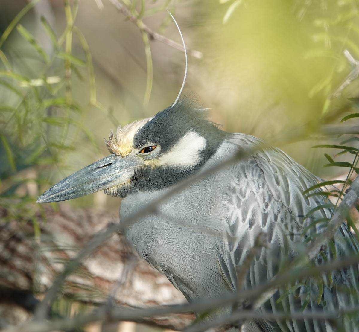 Ebird Checklist Dec Peculiar Nest Airbnb Restricted Access