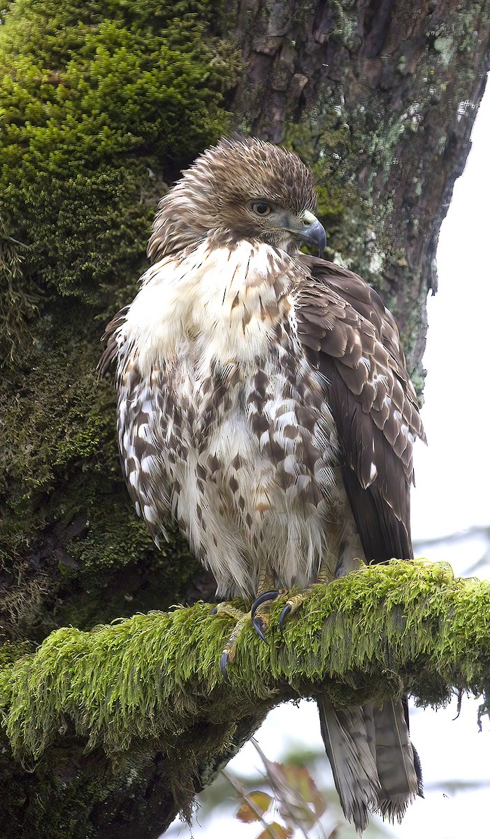 Red-tailed Hawk - ML517650901