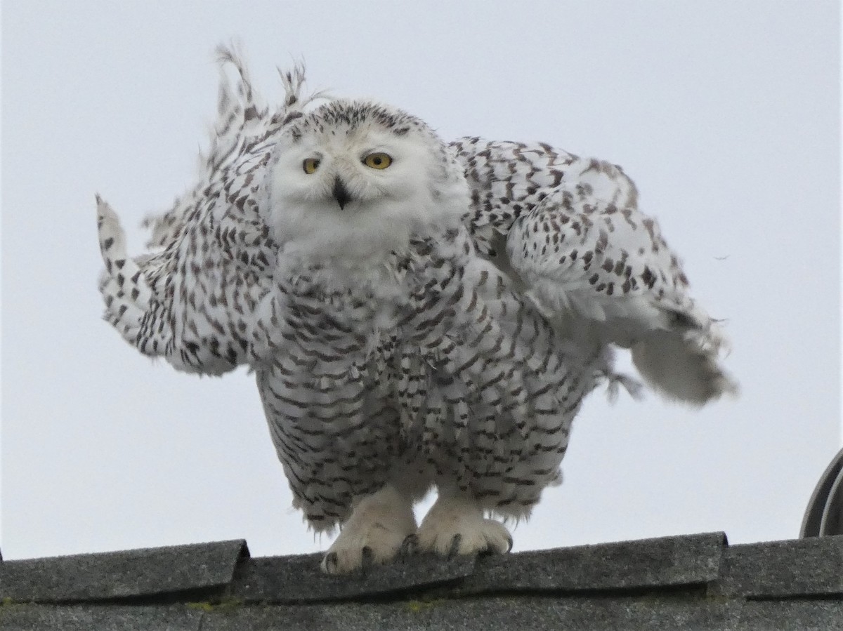 Snowy Owl - Kiandra Mitchell