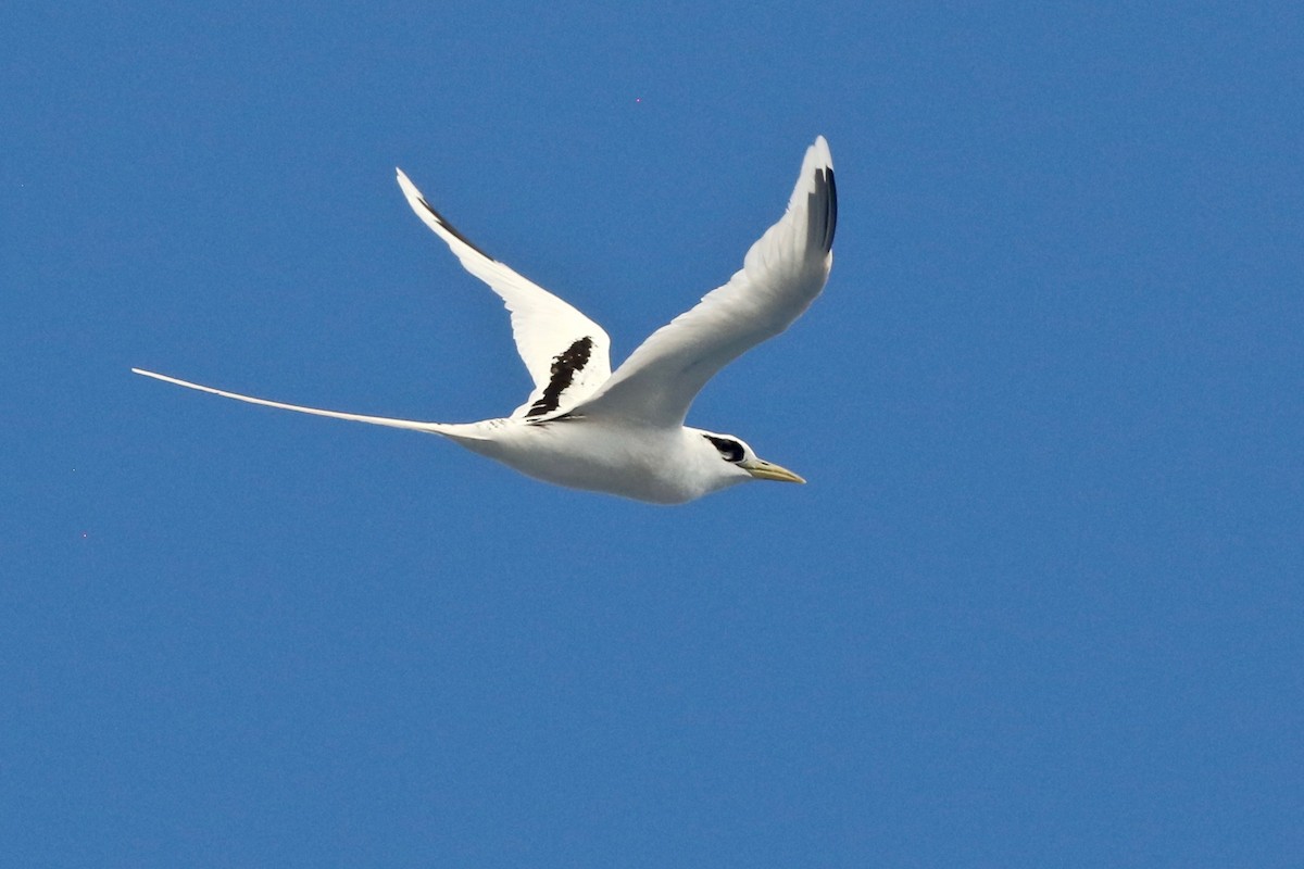 White-tailed Tropicbird - ML517651571