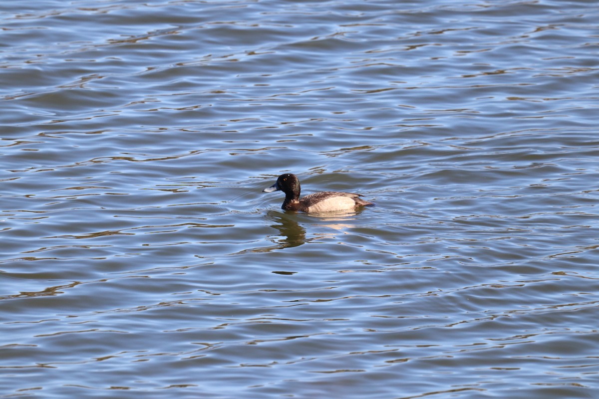 Greater Scaup - ML517653451