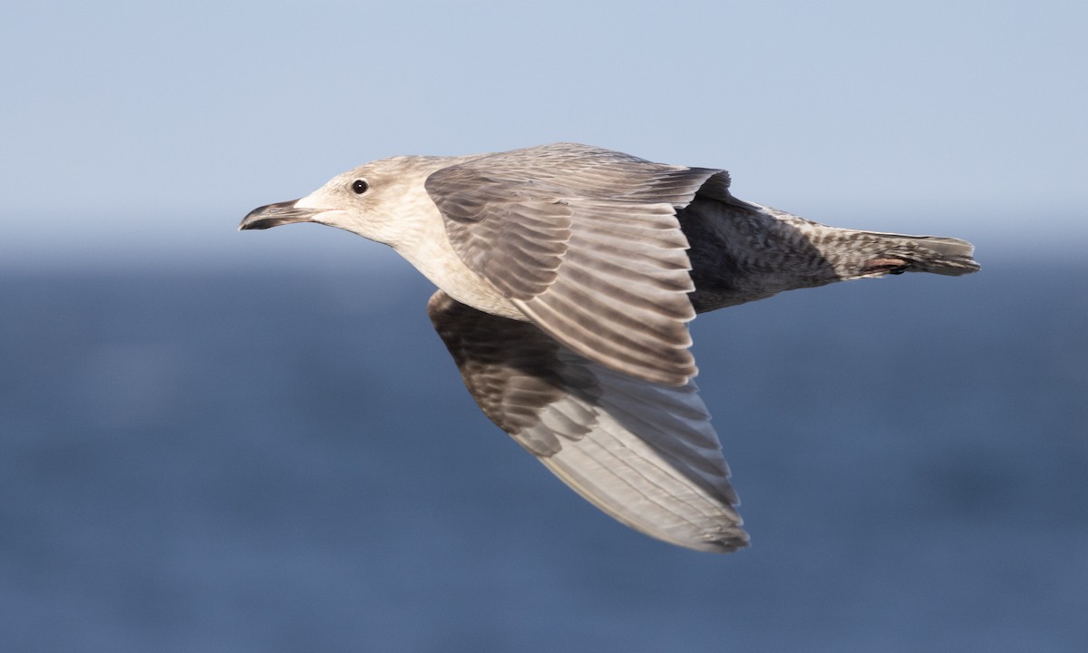 Herring x Glaucous-winged Gull (hybrid) - ML517654601