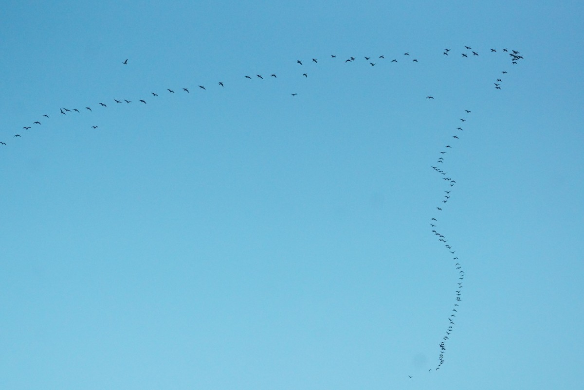 eBird Checklist - 26 Dec 2022 - Plum Rd., Ft. Edward - 4 species