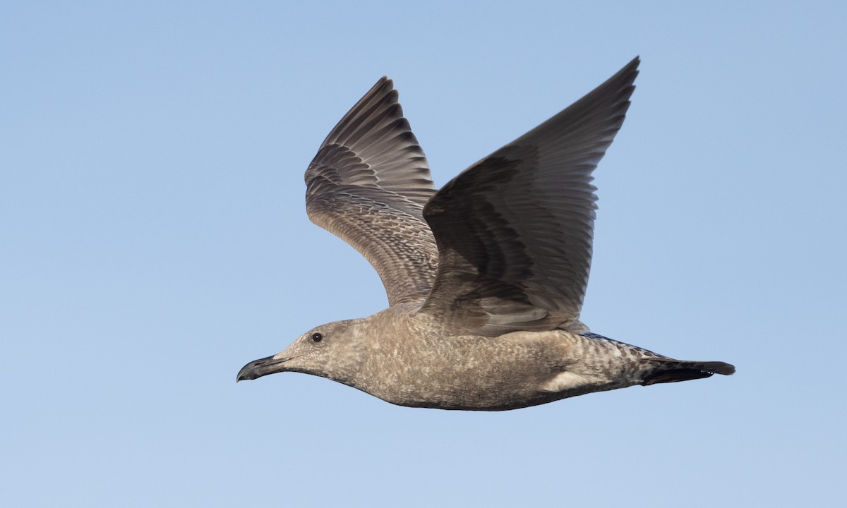Herring x Glaucous-winged Gull (hybrid) - ML517654701