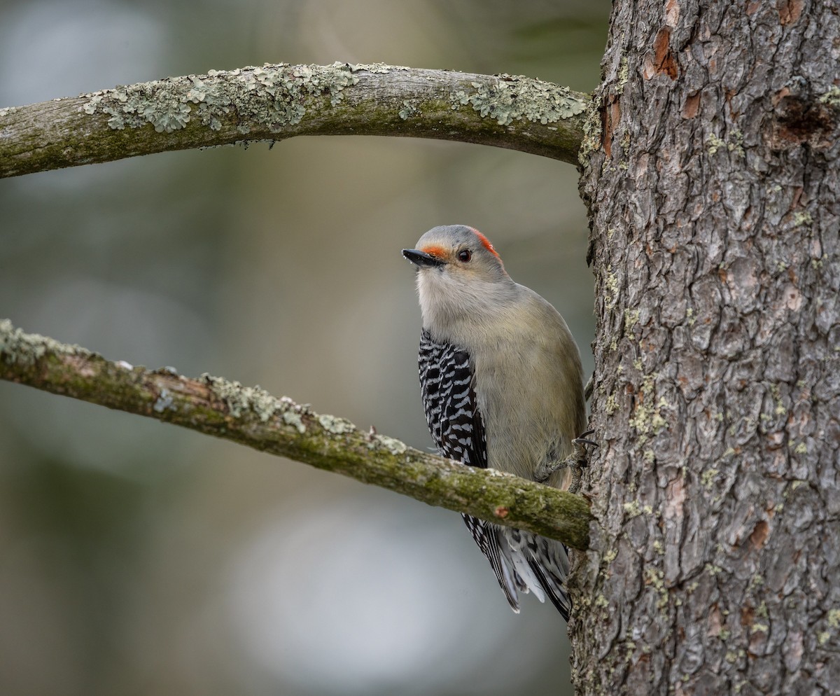 Red-bellied Woodpecker - Rob Mikulec