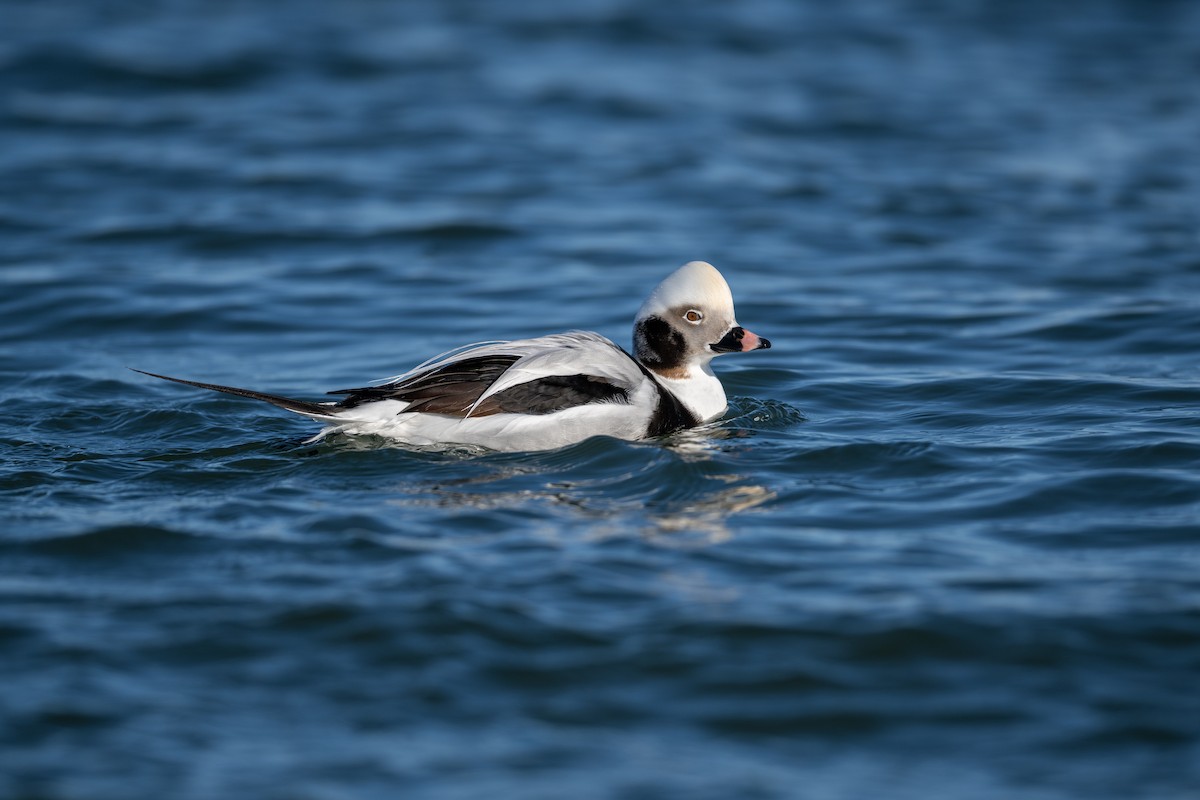 Long-tailed Duck - ML517655461