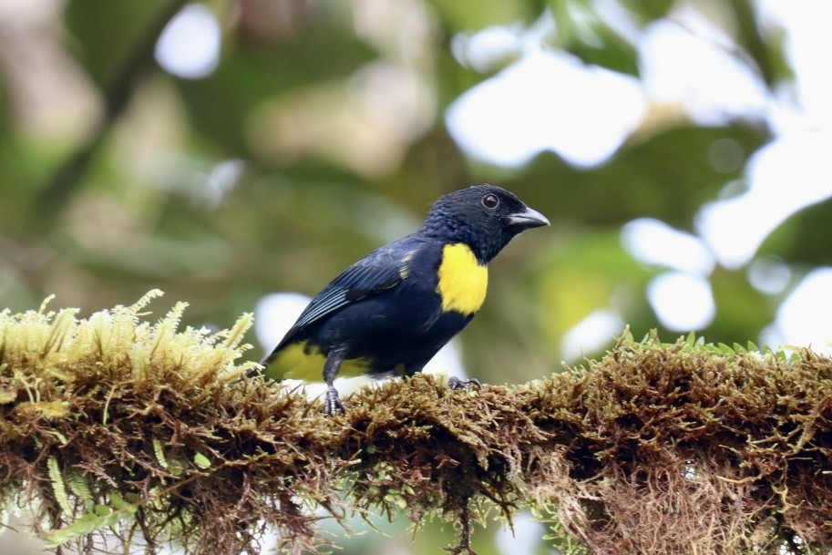 Golden-chested Tanager - ML517655521