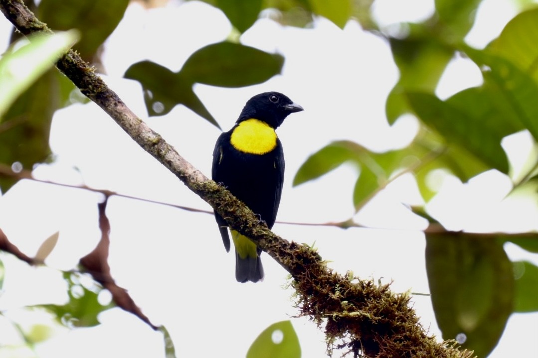 Golden-chested Tanager - ML517655531