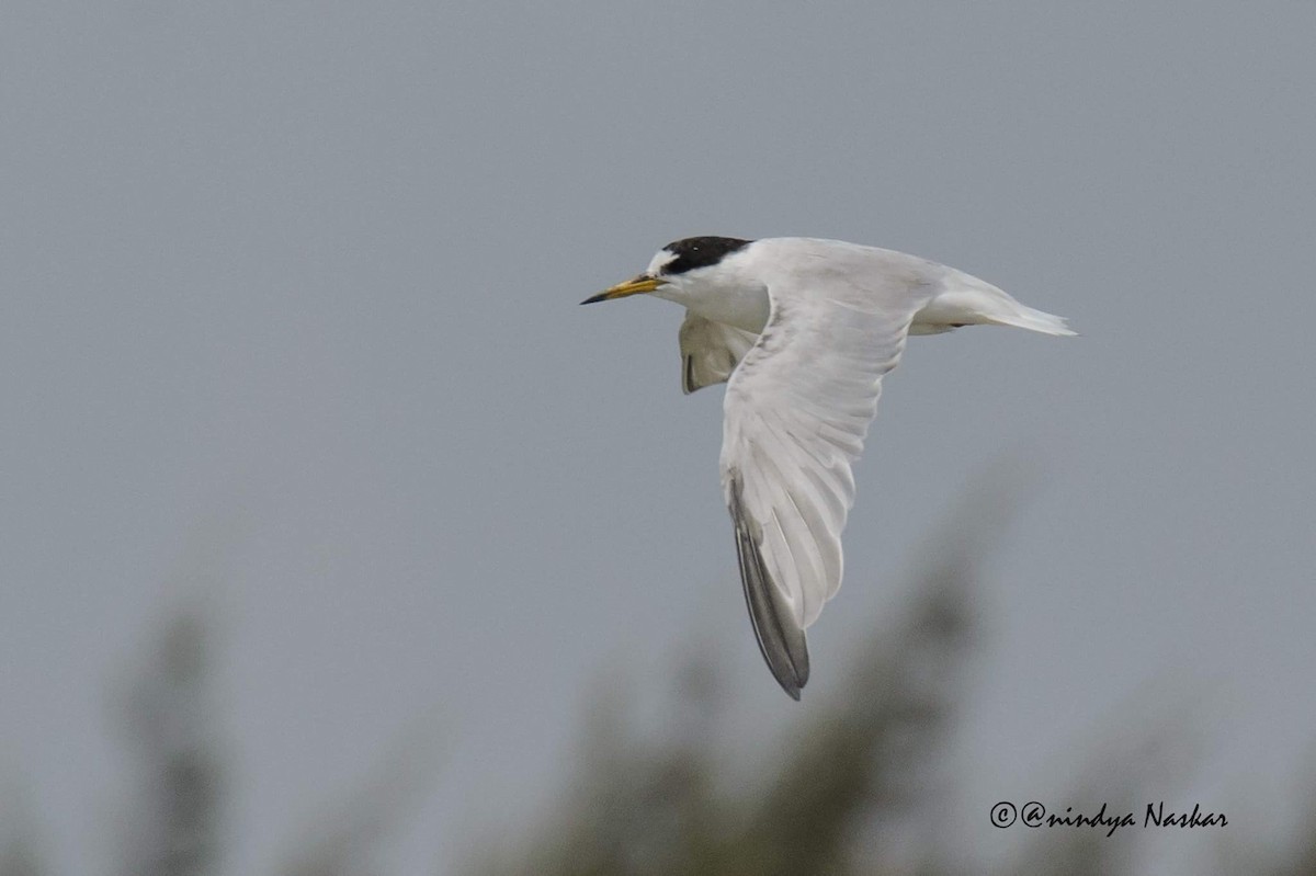 Little Tern - Biswanath Mondal