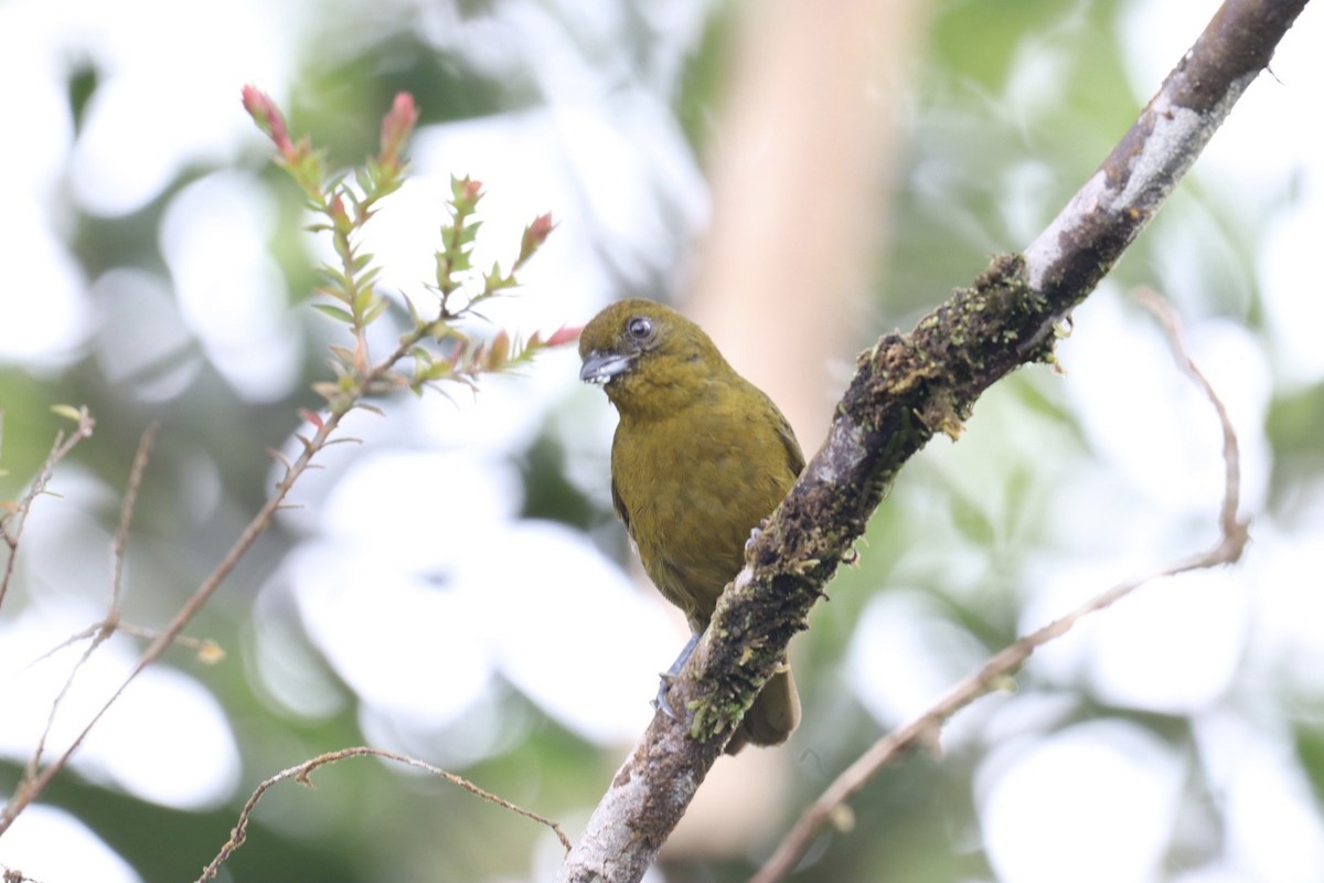 Yellow-green Tanager - ML517655611