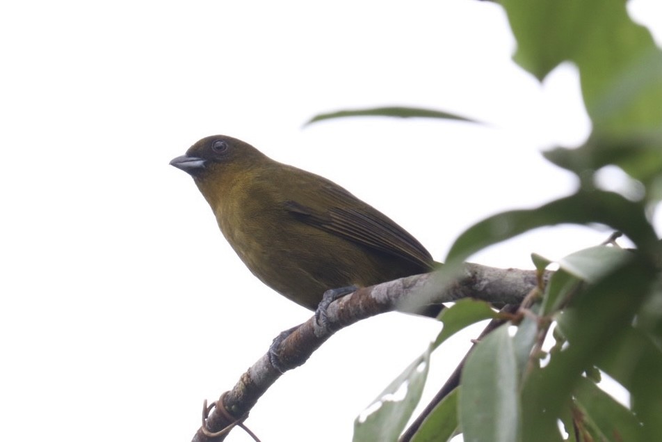 Yellow-green Tanager - ML517655621