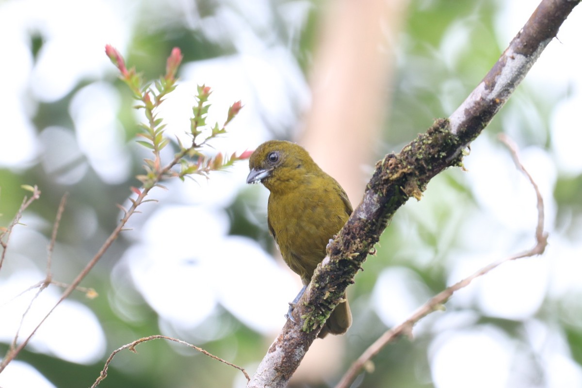 Yellow-green Tanager - ML517655631