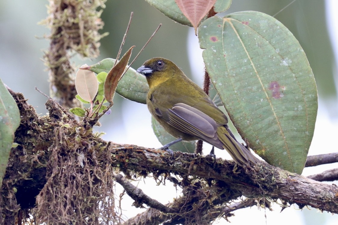 Yellow-green Tanager - ML517655641