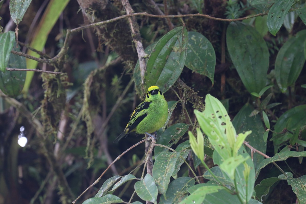Emerald Tanager - ML517655841