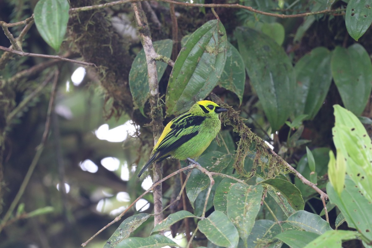 Emerald Tanager - ML517655861