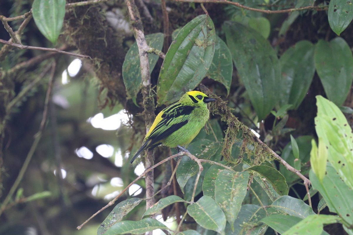 Emerald Tanager - ML517655871