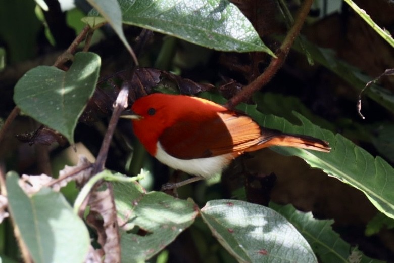 Scarlet-and-white Tanager - ML517656001