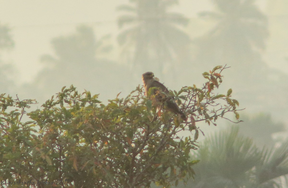 Indian Spotted Eagle - PRASHANTHA KRISHNA M C