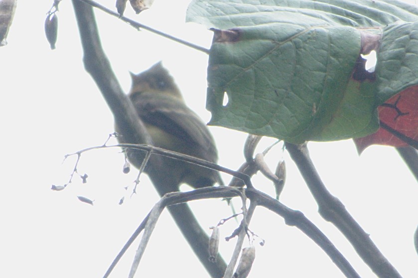 Tufted Flycatcher (Costa Rican) - ML517666101