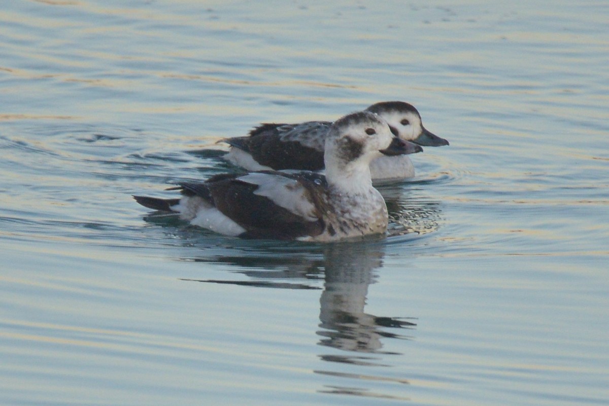 Long-tailed Duck - ML517671501