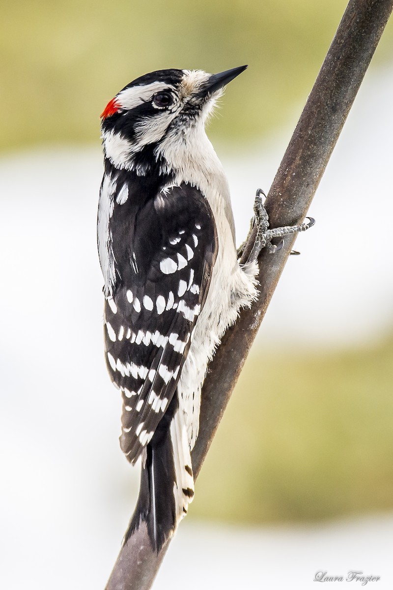 Downy Woodpecker - LAURA FRAZIER