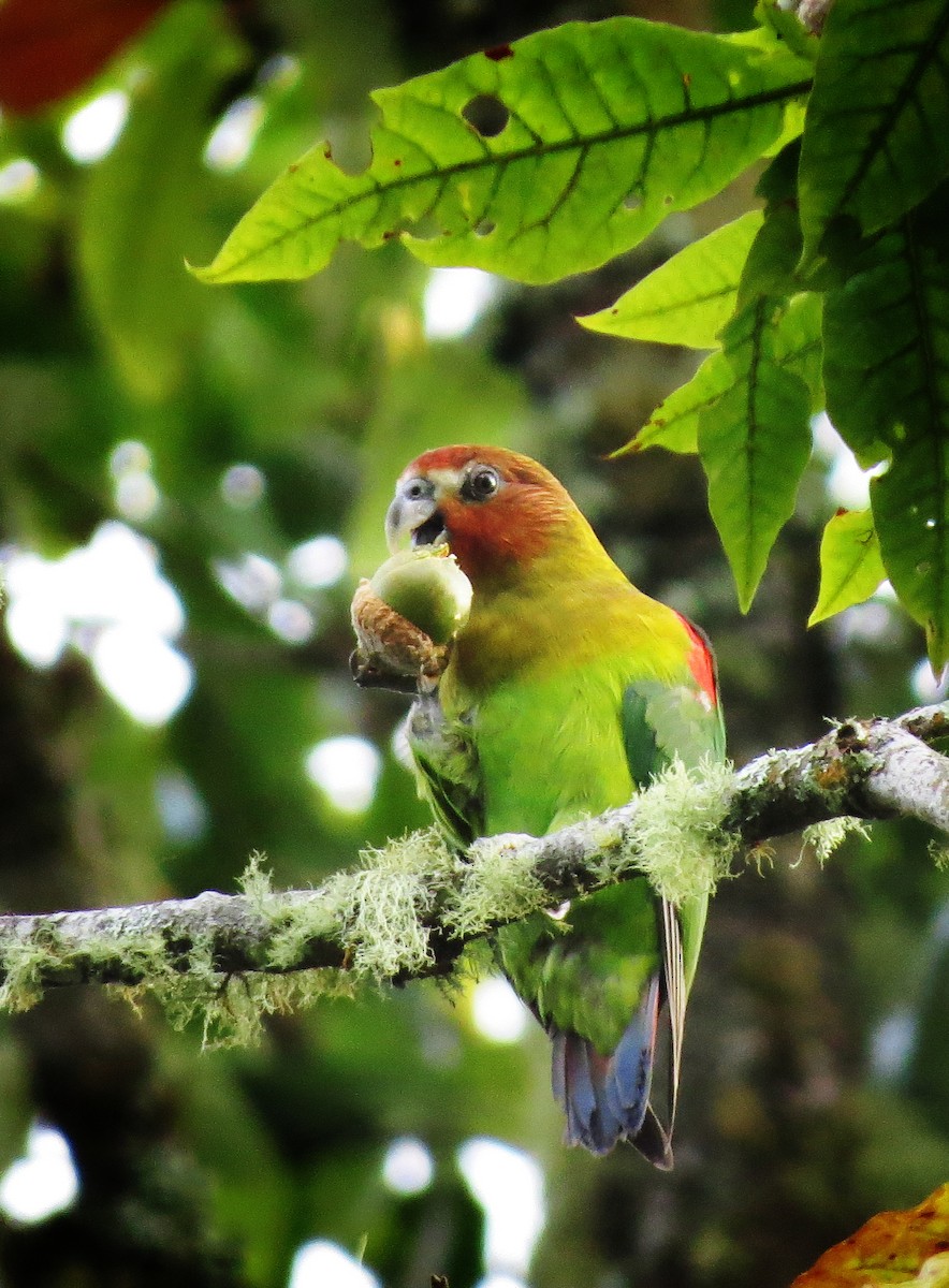 Rusty-faced Parrot - ML517672571