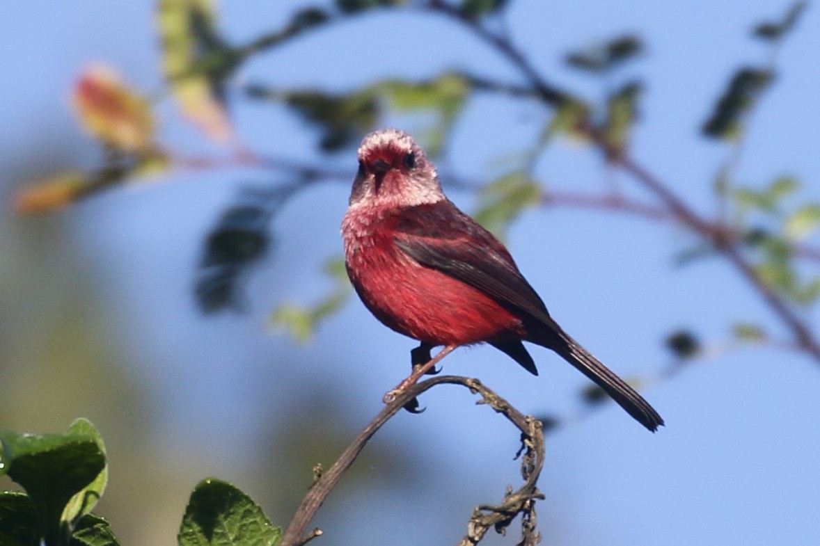 Pink-headed Warbler - ML517685071