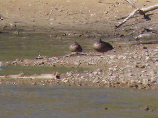 Blue-winged Teal, ML517685861