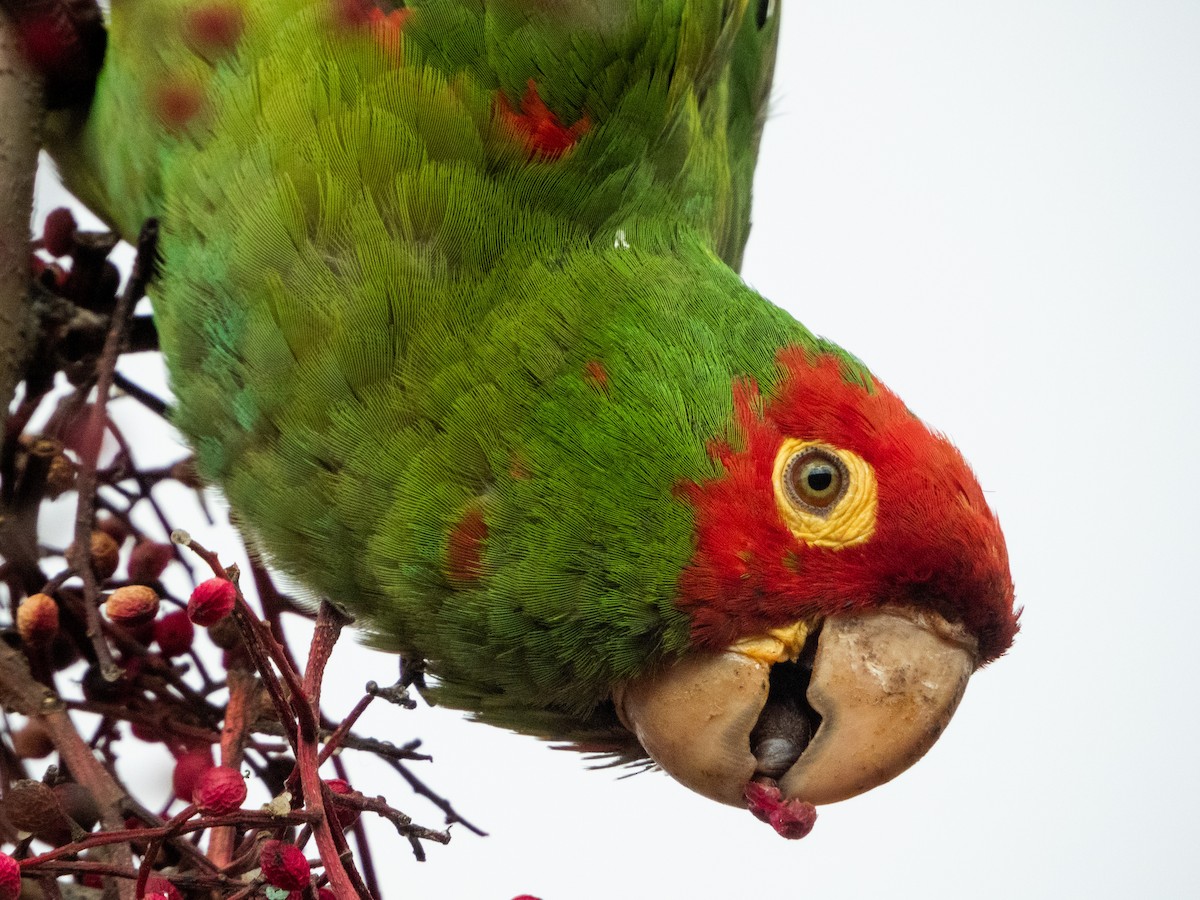 Red-masked Parakeet - Kellen Apuna
