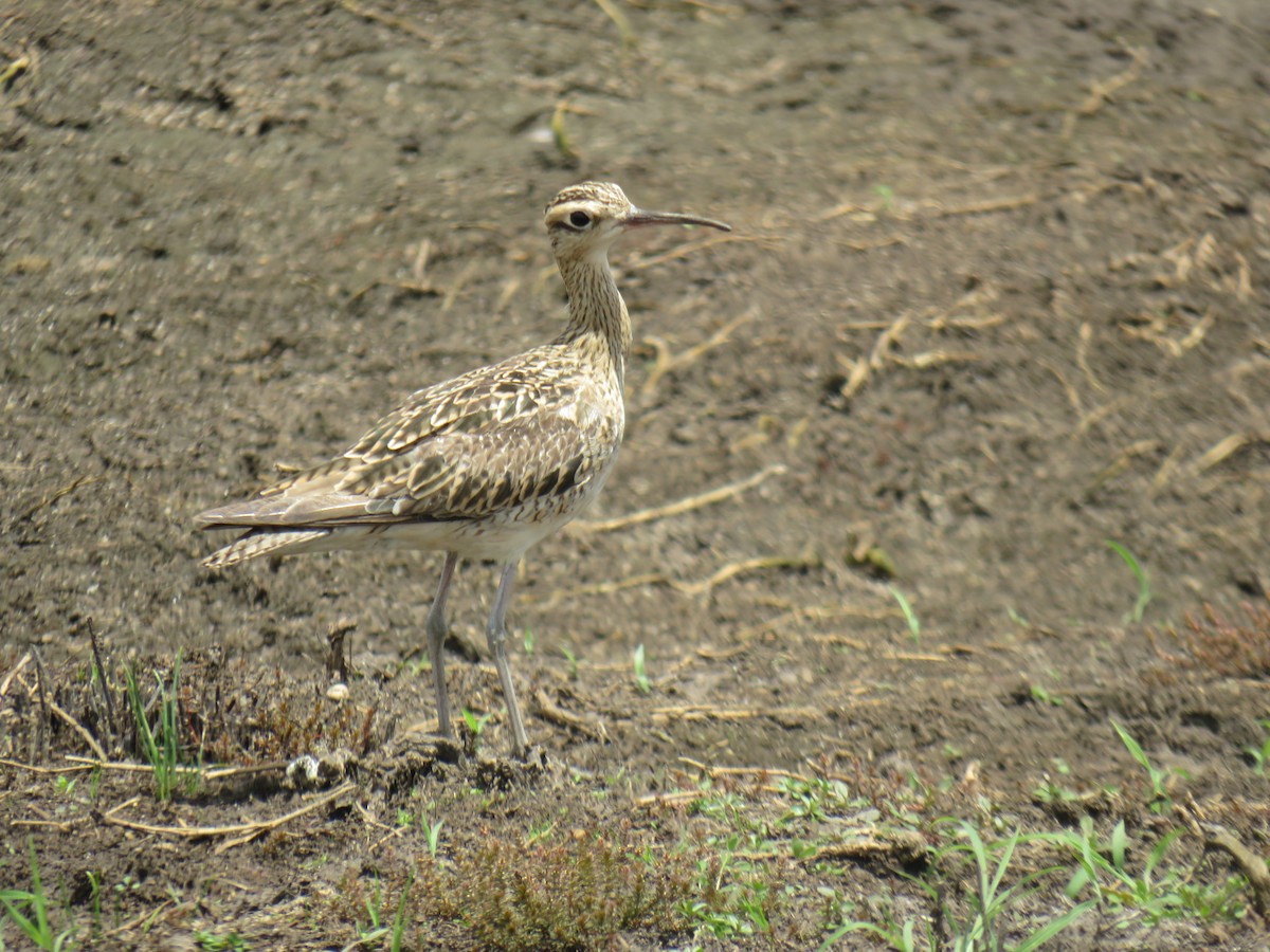 Little Curlew - ML517686101