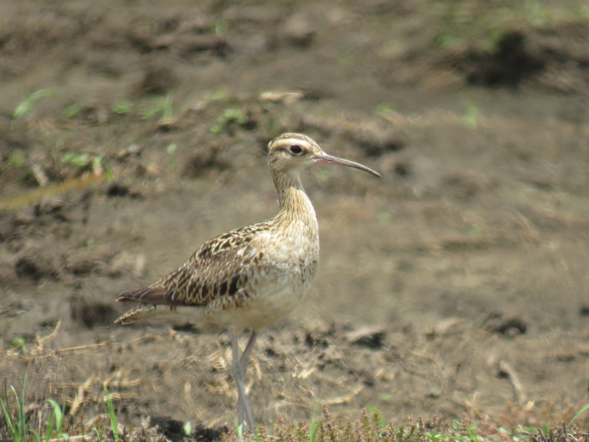 Little Curlew - ML517686191
