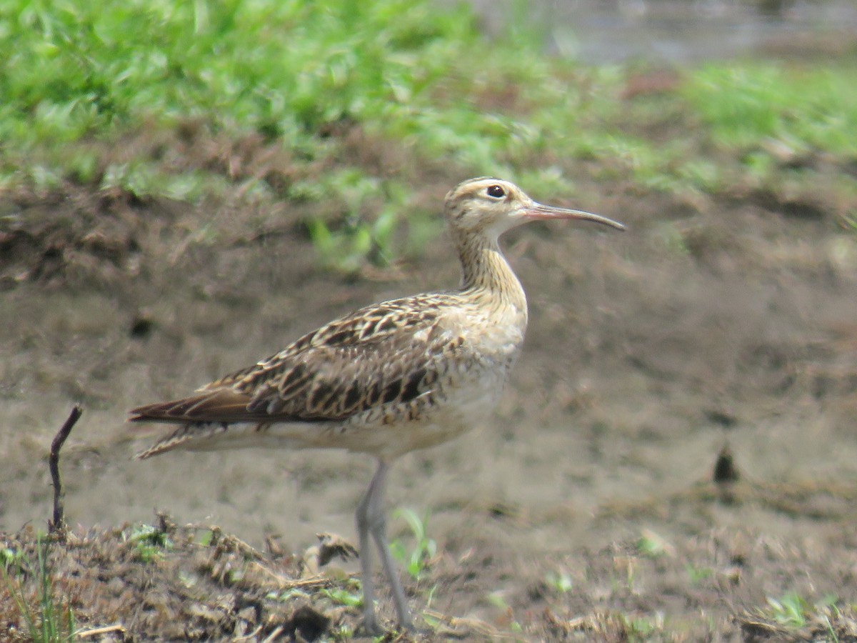 Little Curlew - ML517686201
