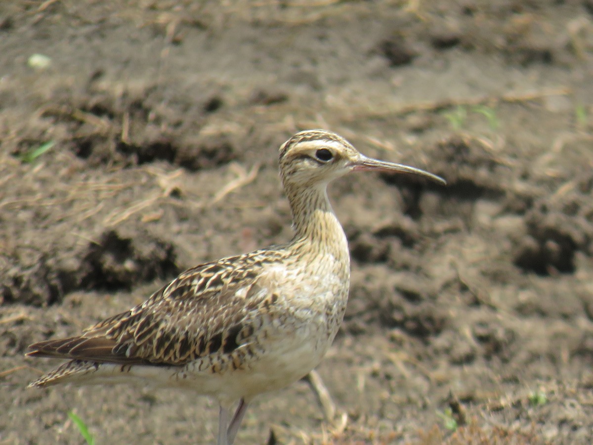 Little Curlew - ML517686221
