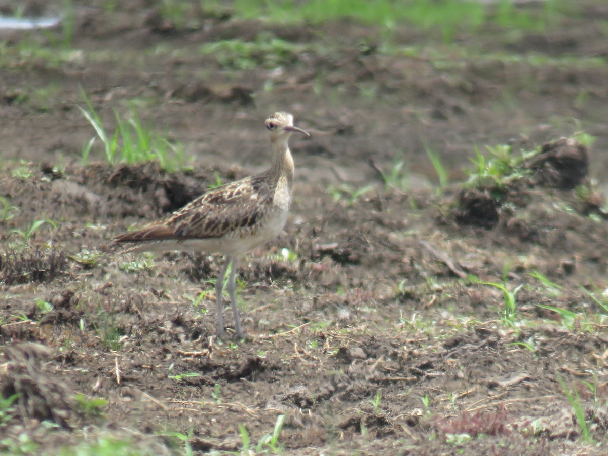 Little Curlew - ML517686261