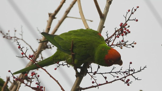 Red-masked Parakeet - ML517686931