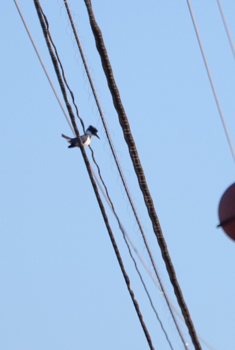 Belted Kingfisher - ML517686941