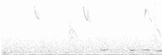holub krátkozobý - ML51768751