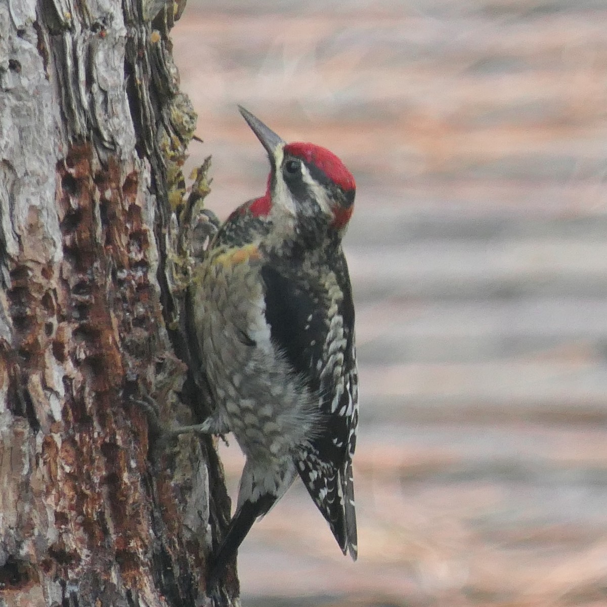 eBird Checklist 26 Dec 2022 Redding 1 species