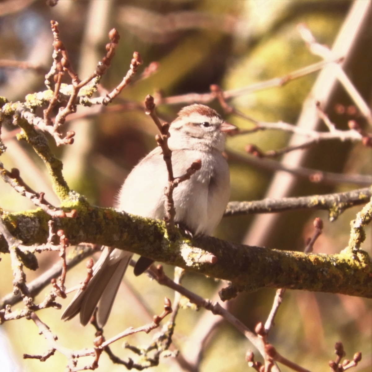 Chipping Sparrow - ML517691211