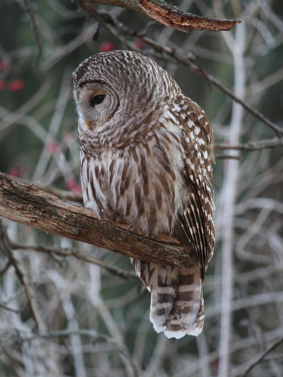 Barred Owl - Janet Tubb