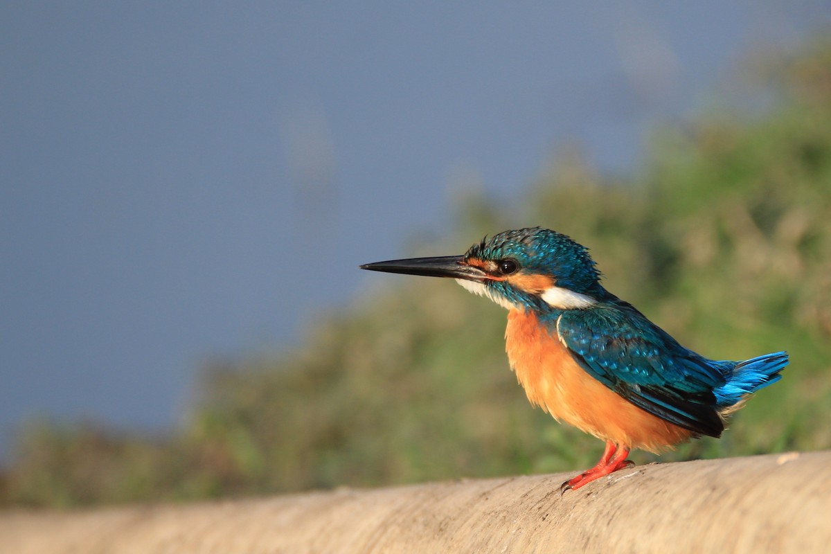 Common Kingfisher - Aravind Amirtharaj