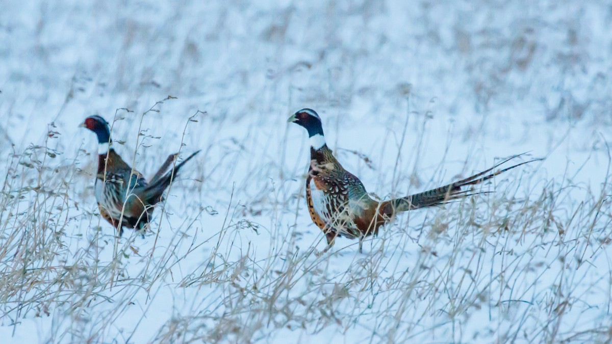 Ring-necked Pheasant - Robert & Susan Codd