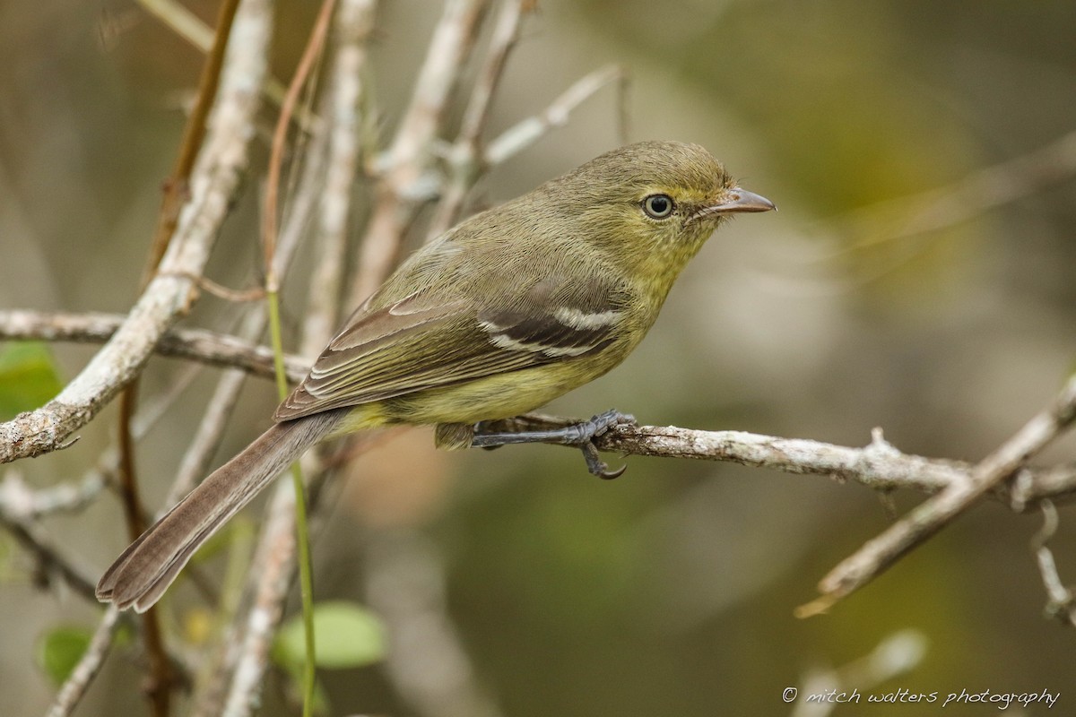 Flat-billed Vireo - Mitch Walters