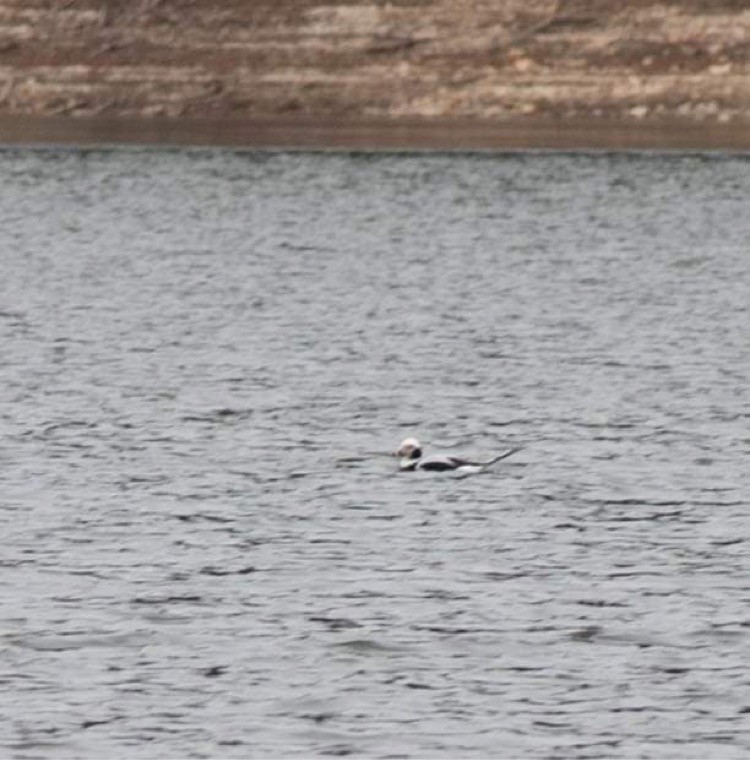 Long-tailed Duck - ML517694451